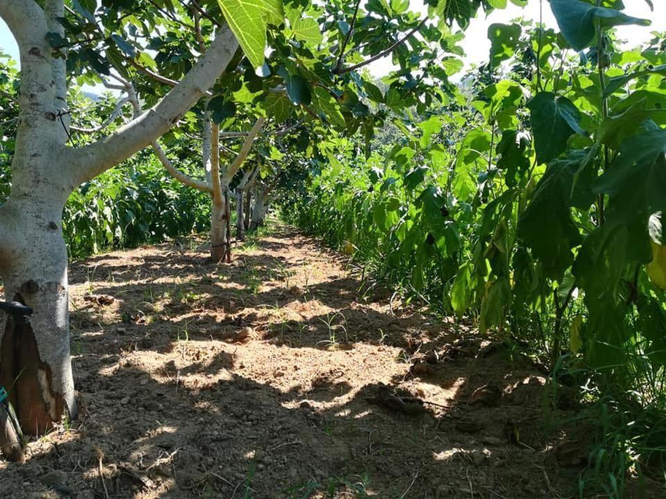 Il Cerro Agriturismo Zagarese Fuscaldo Eksteriør billede